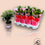 Thumbnail: Hibiscus rosa sinensis dobrado ''Sunshiners®"