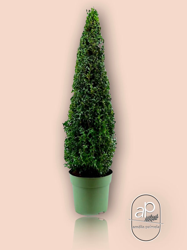 Thumbnail: Buxo Sempervirens