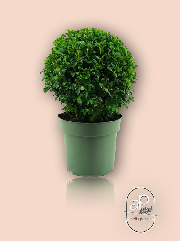Thumbnail: Buxo Sempervirens