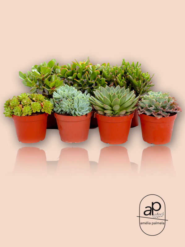 Succulenten mix V 14/15 cm