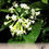 Miniatura: Cestrum nocturnum