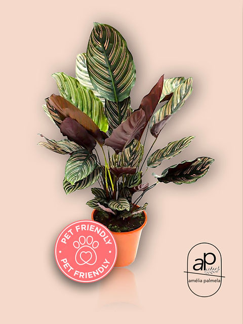Calathea ornata
