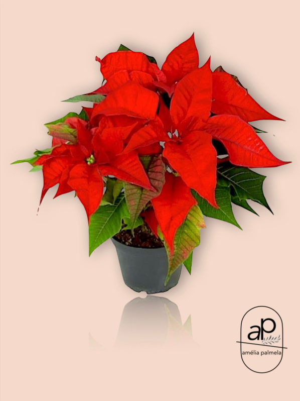 Poinsettia