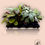 Thumbnail: Calathea MIX 12 cm