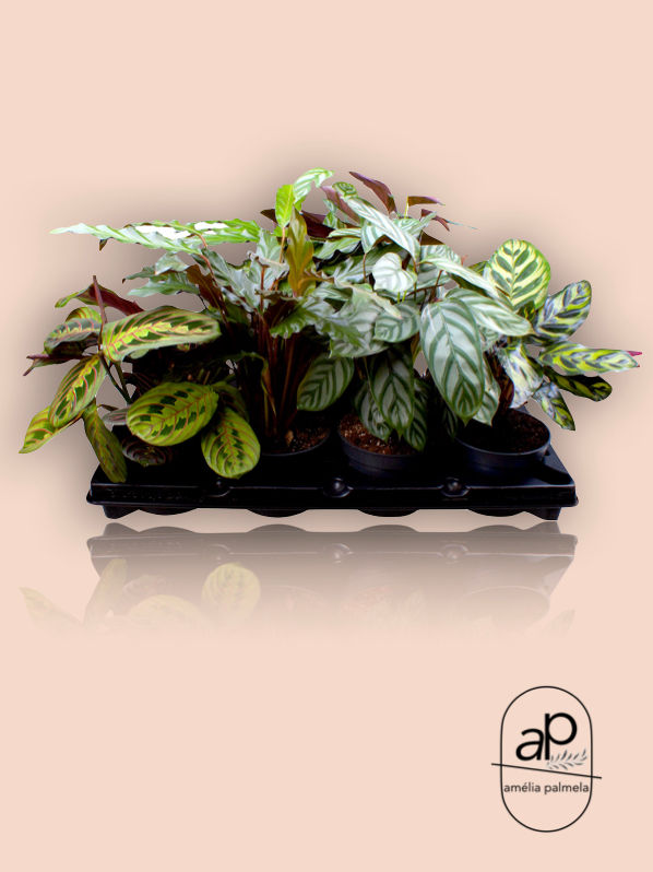 Calathea MIX 12 cm