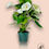 Thumbnail: Anthurium Andreanum