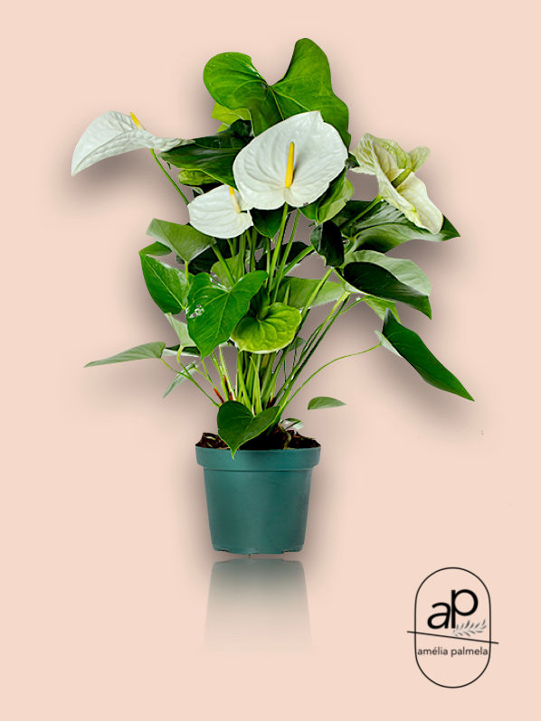 Anthurium Andreanum