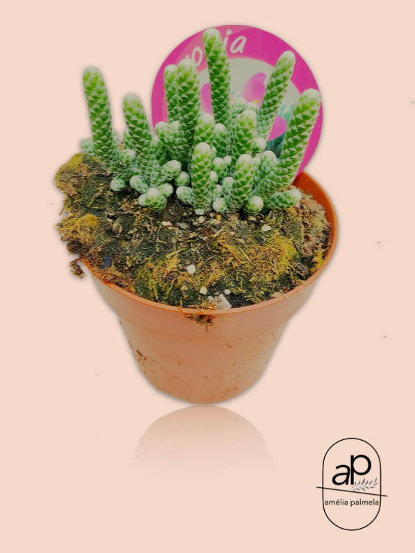 Avonia albissima