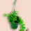 Miniatura: Epiphyllum crisocardium