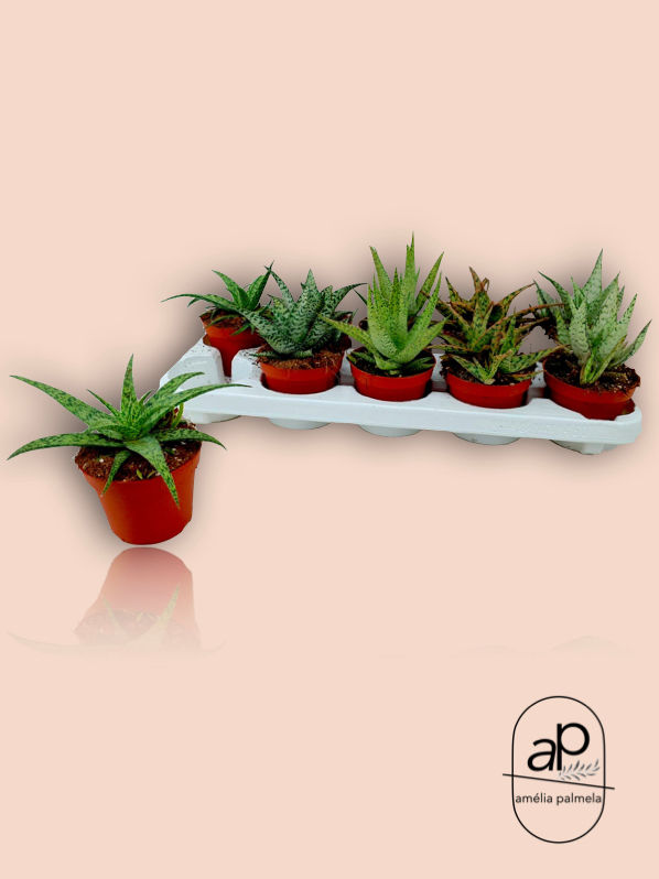 Aloe Mix V10