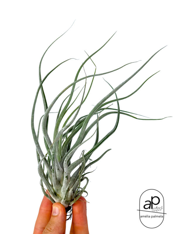 Tillandsia Ehlersiana