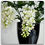 Thumbnail: Clerodendrum Wallichii Prospero