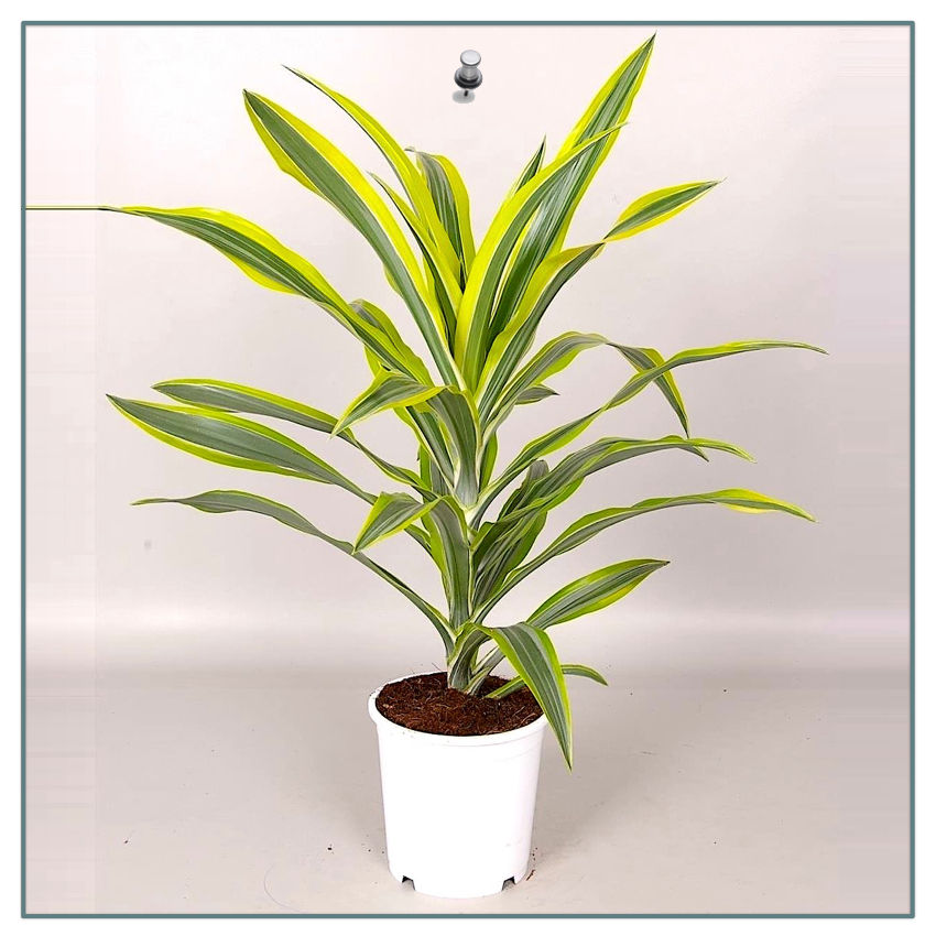 Dracaena deremensis 'Lemon Lime' (Cabeça)