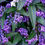 Miniatura: Hardenbergia comptuniana