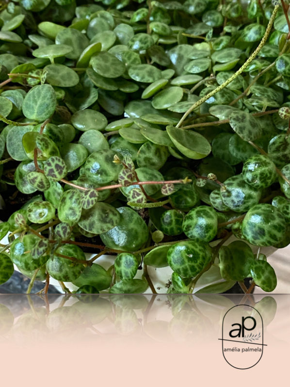 Peperomia prostrata ‘String of Turtles’