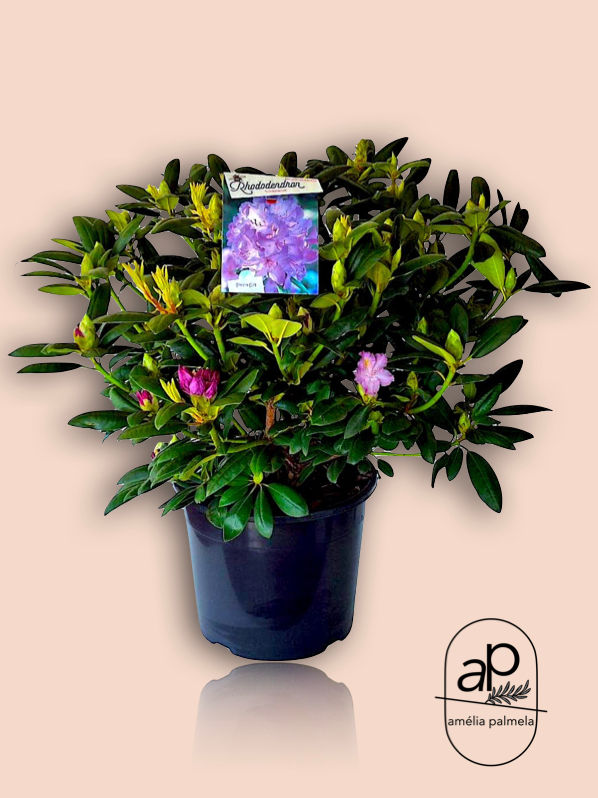 Thumbnail: Rhododendron Germania