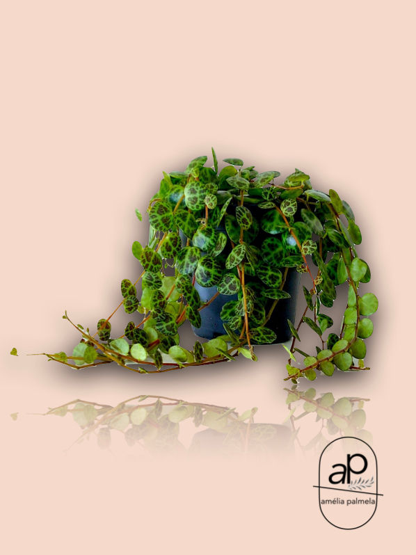 Miniatura: Peperomia prostrata ‘String of Turtles’