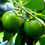 Thumbnail: Diospyros nigra