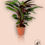 Thumbnail: Calathea MIX 12 cm
