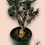 Thumbnail: Pré-Bonsai