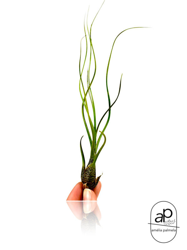 Tillandsia Butzii