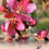 Miniatura: Flor Rosa da Macieira Red love