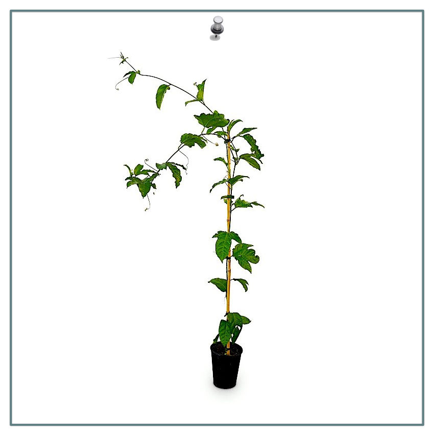 Miniatura: Maracujá Roxo