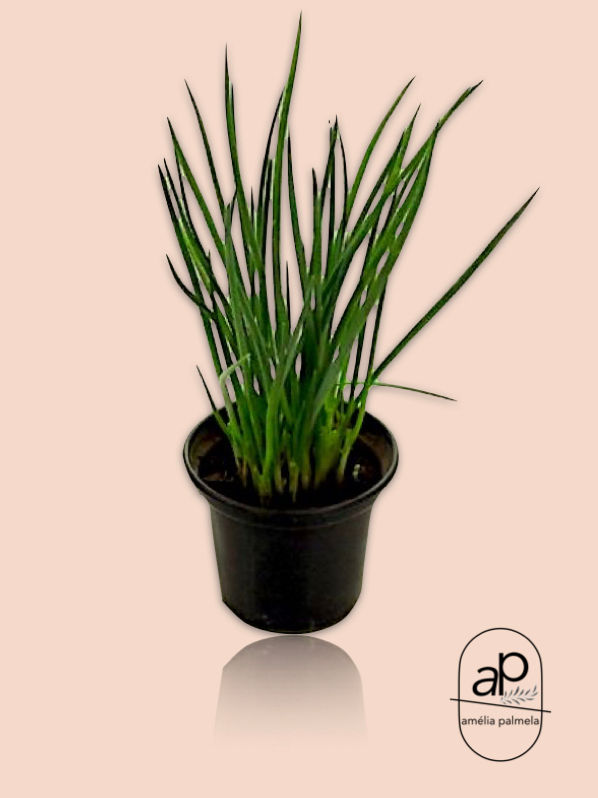Cebolinho (Allium schoenoprasum)