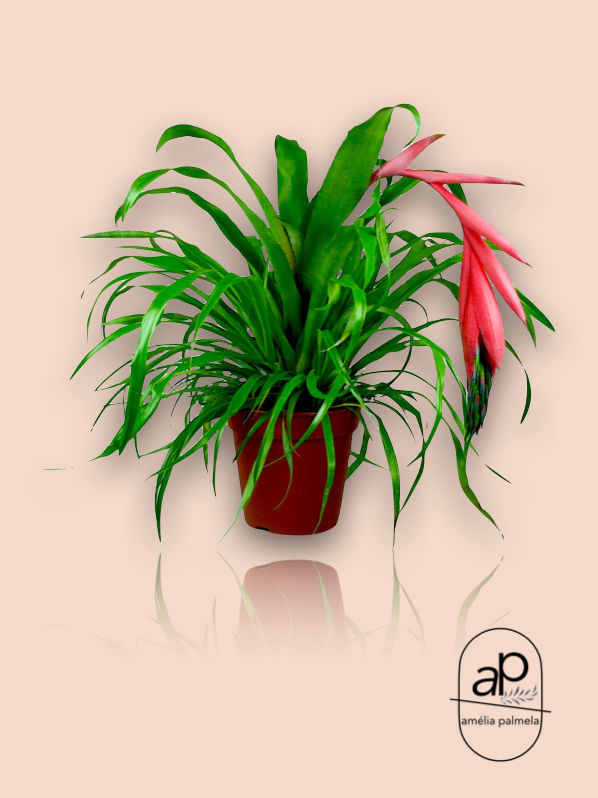 Billbergia x windii