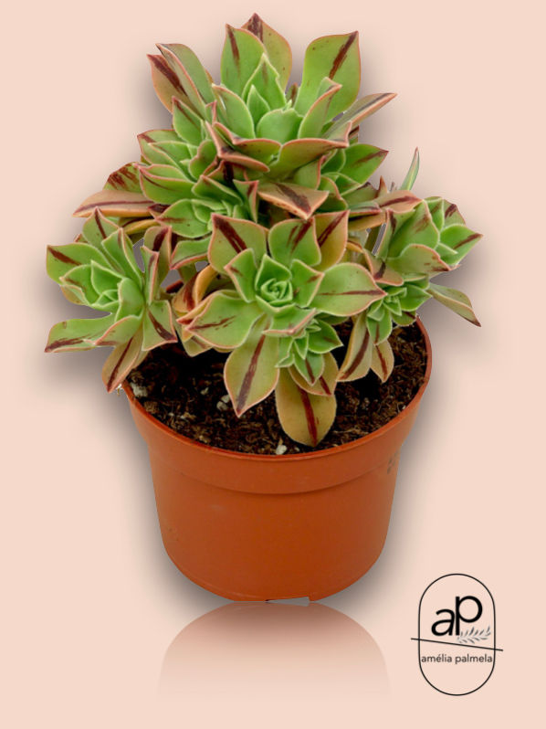 Aeonium Leucoblepharum Red Stripe