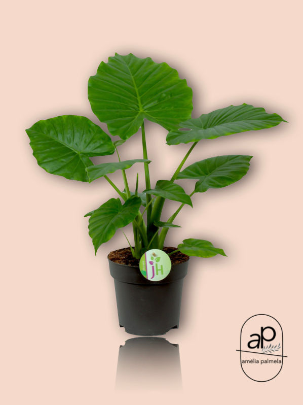 Alocasia Gageana 'Califórnia'