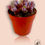 Miniatura: Pleiospilos nelii 'Royal Flush'