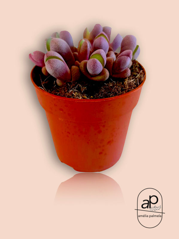 Pleiospilos nelii 'Royal Flush'