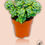Thumbnail: Crassula rupestris ssp Aiboshi
