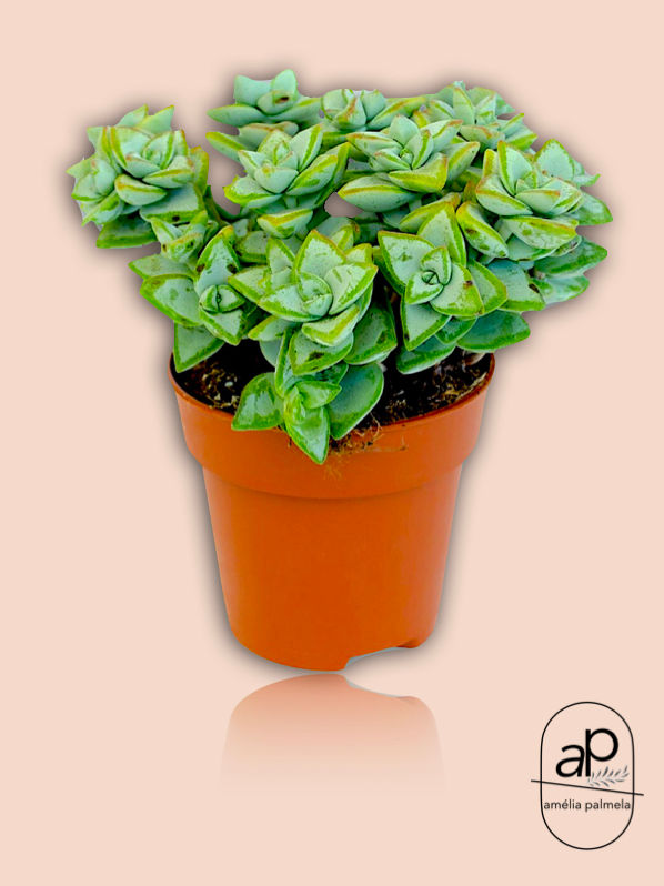 Crassula rupestris ssp Aiboshi