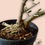 Thumbnail: Pré-Bonsai