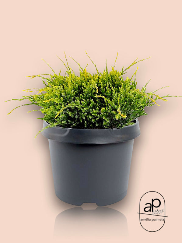 Miniatura: Juniperus squamata 'Holger'