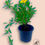 Miniatura: Hibbertia scandens