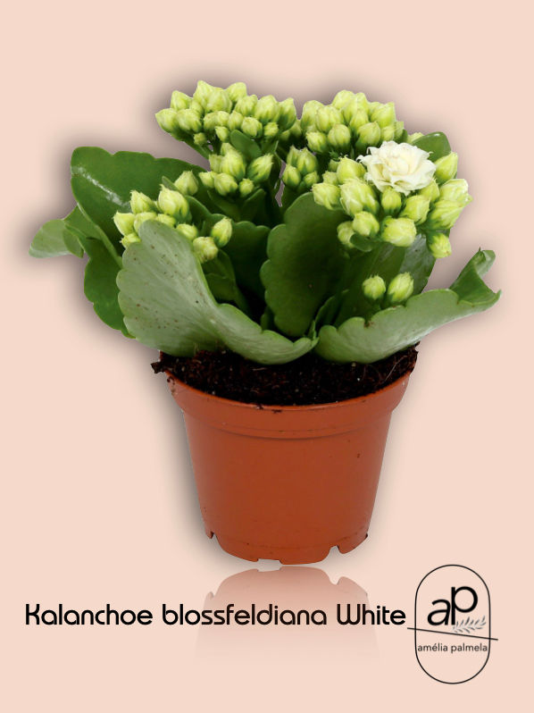 Miniatura: Kalanchoe blossfeldiana Mix