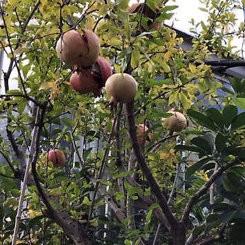 pomegranates