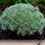 Thumbnail: Artemisia schmidtiana 'Nana'