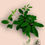Thumbnail: Schefflera actinophylla