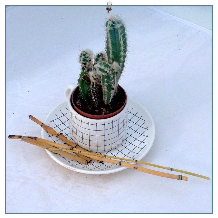 Miniatura: Cactus Coffee