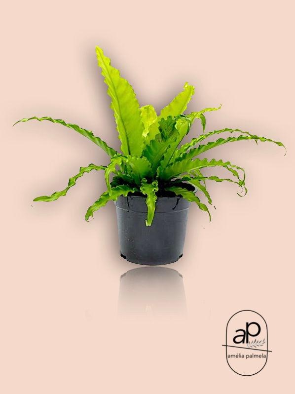 Asplenium Osaka