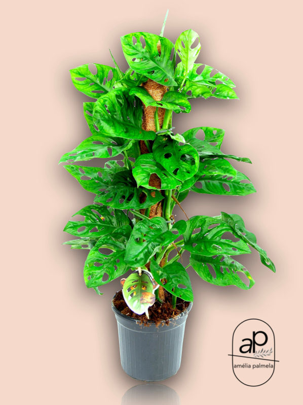 Monstera obliqua 'Monkey Leaf' Mosstok