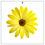 Thumbnail: Osteospermum ecklonis