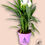 Thumbnail: Curcuma Siam