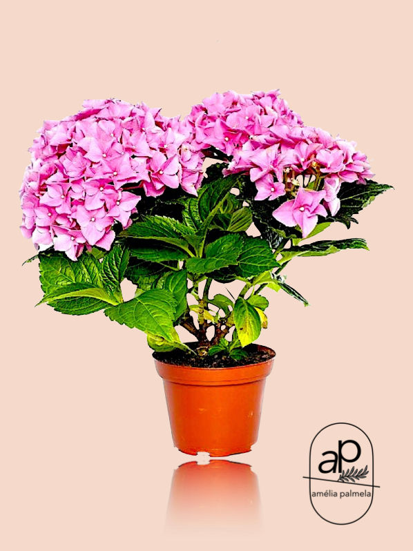 Thumbnail: Hydrangea macrophylla