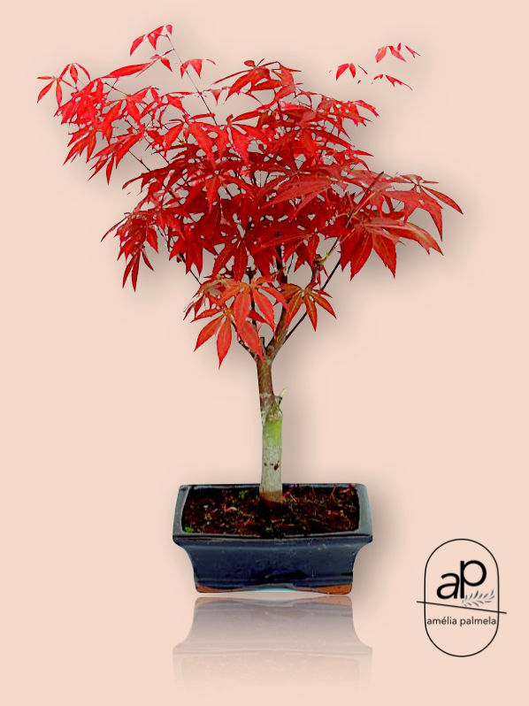 Acer palmatum deshojo 7 anos
