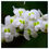 Miniatura: Hardenbergia violacea ‘Alba’ Espaldar